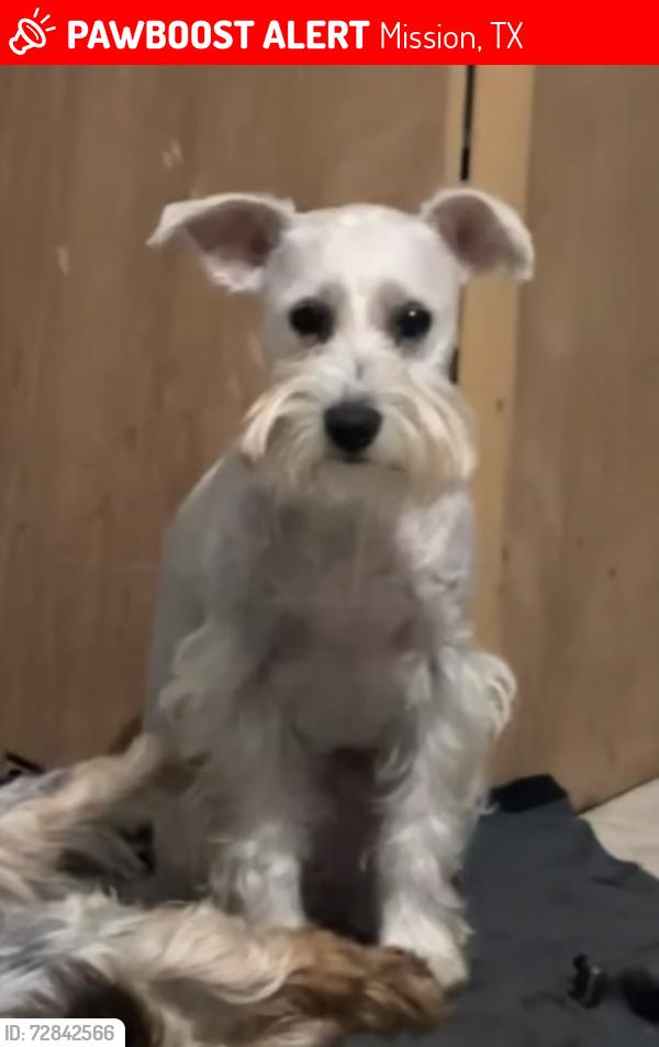 Lost Female Dog last seen Glasscock and old 83 in mission tx , Mission, TX 78572