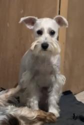 Lost Female Dog last seen Glasscock and old 83 in mission tx , Mission, TX 78572