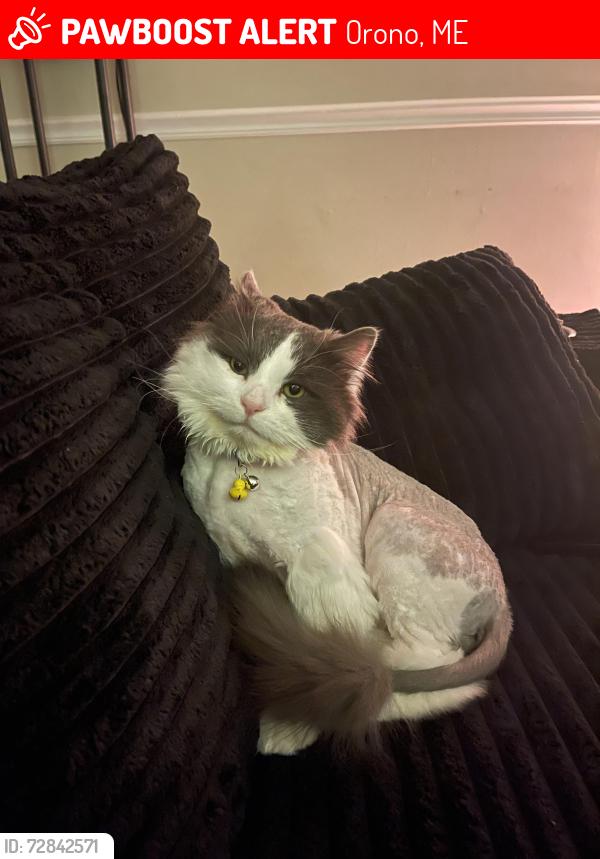 Lost Male Cat last seen Live on colburn drive was seen running to founders pl and orchard trails, Orono, ME 04473
