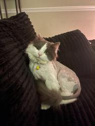 Lost Male Cat last seen Live on colburn drive was seen running to founders pl and orchard trails, Orono, ME 04473