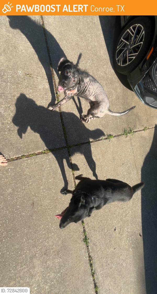 Found/Stray Female Dog last seen Hunting tower run, Conroe, TX 77316