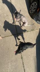 Found/Stray Female Dog last seen Hunting tower run, Conroe, TX 77316