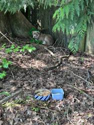 Found/Stray Unknown Dog last seen Lacey blvd and golf club road, Lacey, WA 98503
