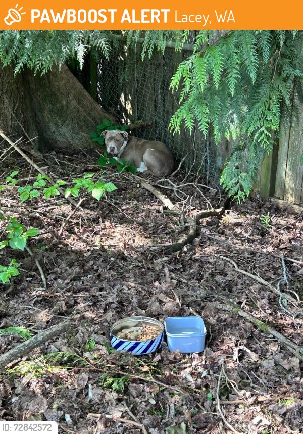 Found/Stray Unknown Dog last seen Lacey blvd and golf club road, Lacey, WA 98503