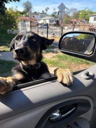 Lost Female Dog last seen Lorena/Opal street , Los Angeles, CA 90023