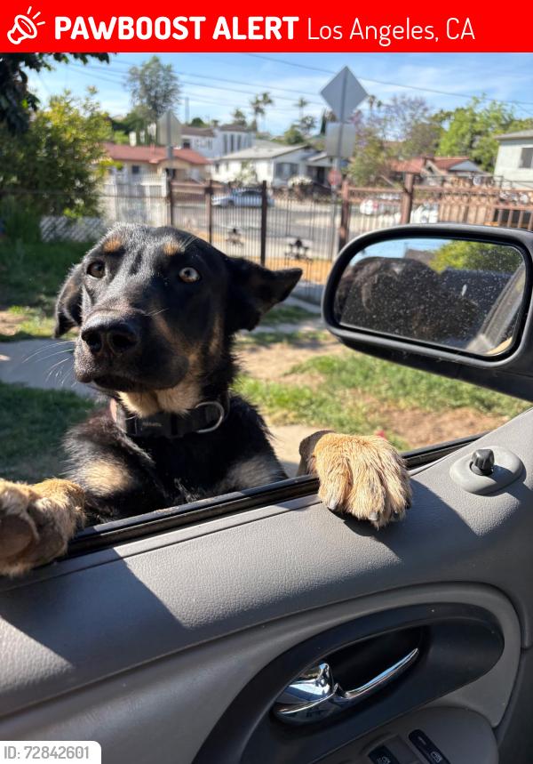 Lost Female Dog last seen Lorena/Opal street , Los Angeles, CA 90023