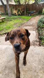 Found/Stray Female Dog last seen Near Old Tezel Rd, San Antonio, TX 78250, Carson Elem. School, San Antonio, TX 78250