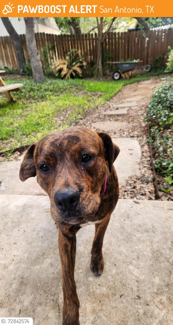 Found/Stray Female Dog last seen Near Old Tezel Rd, San Antonio, TX 78250, Carson Elem. School, San Antonio, TX 78250