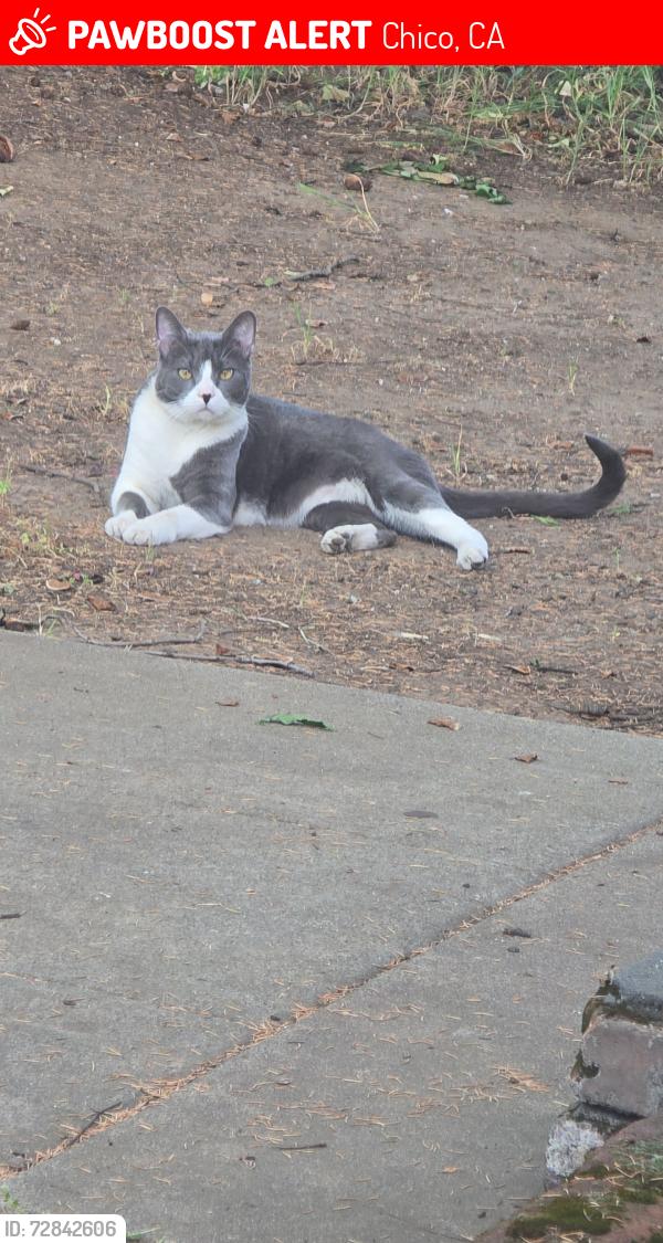 Lost Male Cat last seen 8th and Wall st near Dutch Bros, Chico, CA 95928