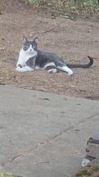 Lost Male Cat last seen 8th and Wall st near Dutch Bros, Chico, CA 95928