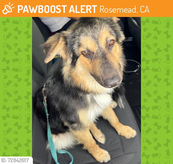 Found/Stray Unknown Dog last seen Delta and Garvey Avenue, Rosemead, CA 91770