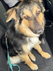 Found/Stray Unknown Dog last seen Delta and Garvey Avenue, Rosemead, CA 91770