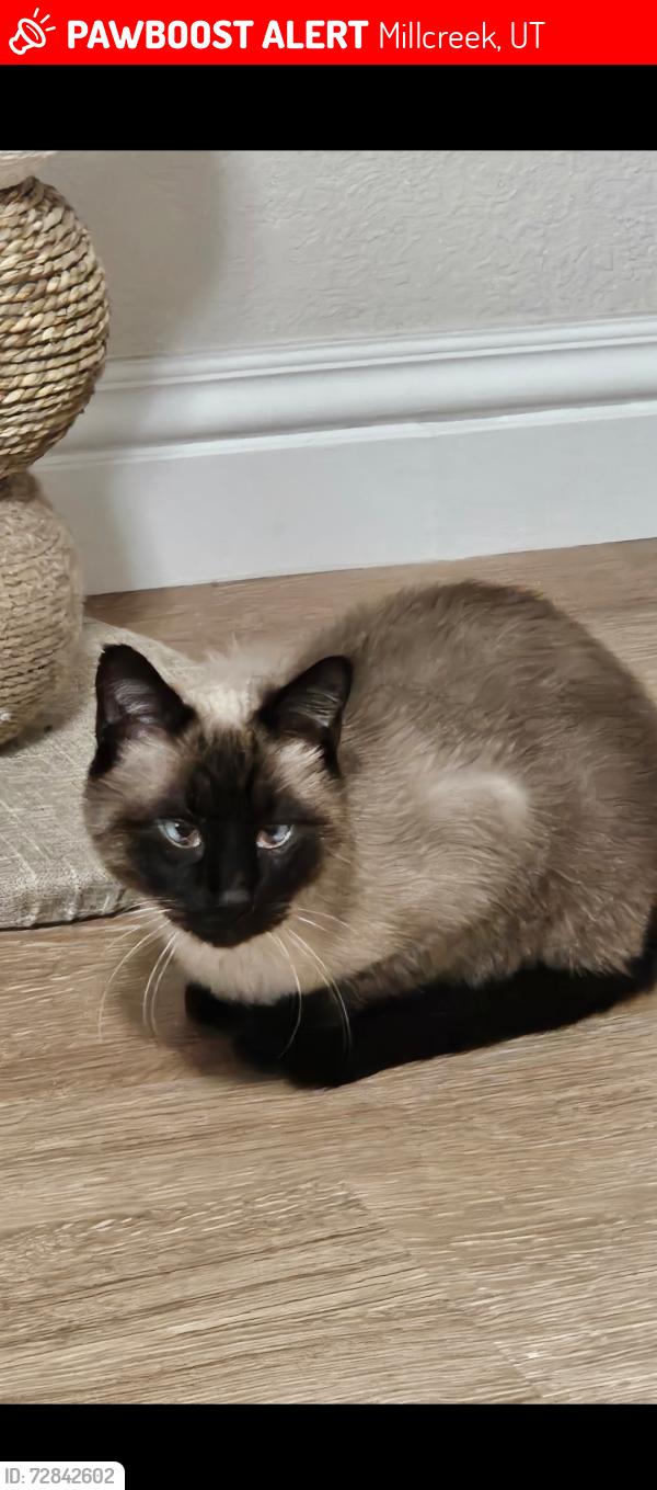 Lost Male Cat last seen Inside the Silverwood cndmnium, Millcreek, UT 84107