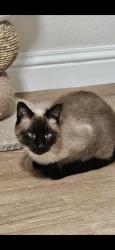 Lost Male Cat last seen Inside the Silverwood cndmnium, Millcreek, UT 84107