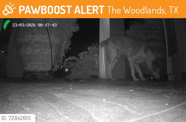 Found/Stray Male Dog last seen S Meadowmist Circle & Cochrans Crossing, The Woodlands, TX 77381