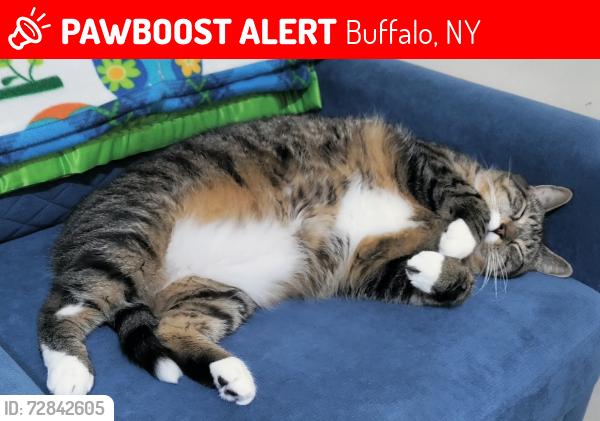 Lost Male Cat last seen Edgewood and Berkley, Buffalo, NY 14223