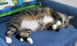 Lost Male Cat last seen Edgewood and Berkley, Buffalo, NY 14223