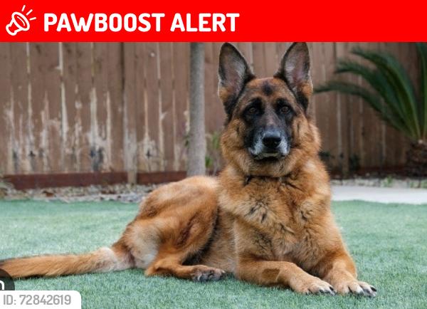 Lost Unknown Dog last seen Brookhurst and Pacific coast Highway, Huntington Beach, CA 92646