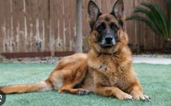 Lost Unknown Dog last seen Brookhurst and Pacific coast Highway, Huntington Beach, CA 92646