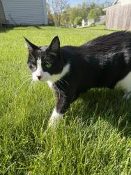 Found/Stray Unknown Cat last seen been in my backyard , Portage, MI 49002