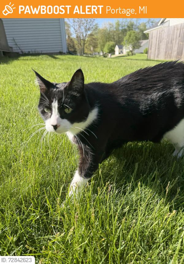Found/Stray Unknown Cat last seen been in my backyard , Portage, MI 49002