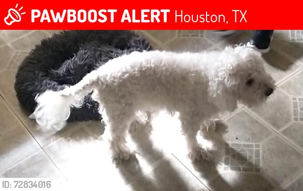 Lost Male Dog last seen Nearest Hillcroft and Bellaire, Mobud Dr, Houston, TX 77074