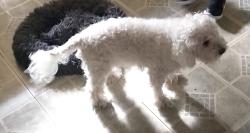 Lost Male Dog last seen Nearest Hillcroft and Bellaire, Mobud Dr, Houston, TX 77074