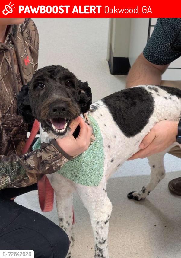 Lost Female Dog last seen maple park neighborhood , Oakwood, GA 30566