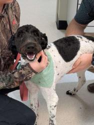 Lost Female Dog last seen maple park neighborhood , Oakwood, GA 30566