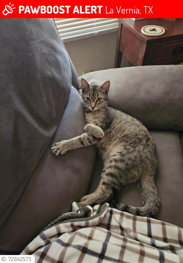 Lost Male Cat last seen We are in the country but have a street on either side of us., La Vernia, TX 78121