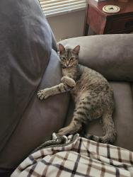 Lost Male Cat last seen We are in the country but have a street on either side of us., La Vernia, TX 78121