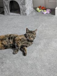 Lost Female Cat last seen Tw4 5jp , Greater London, England TW4 5JP