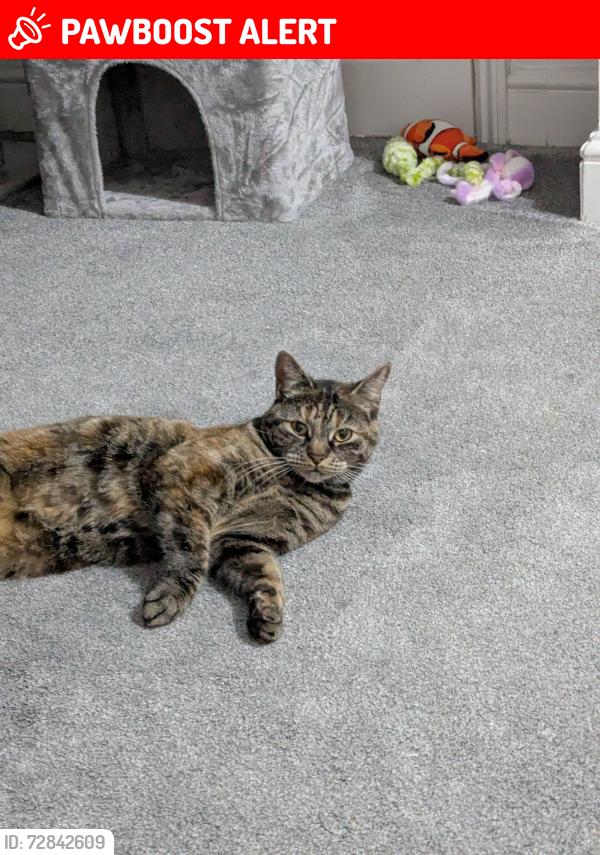 Lost Female Cat last seen Tw4 5jp , Greater London, England TW4 5JP
