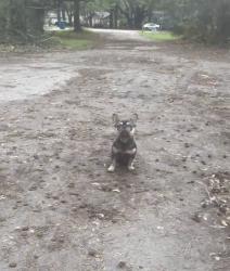 Lost Male Dog last seen Harp gap middle school , Johns Island, SC 29455