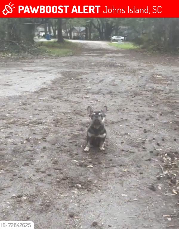 Lost Male Dog last seen Harp gap middle school , Johns Island, SC 29455