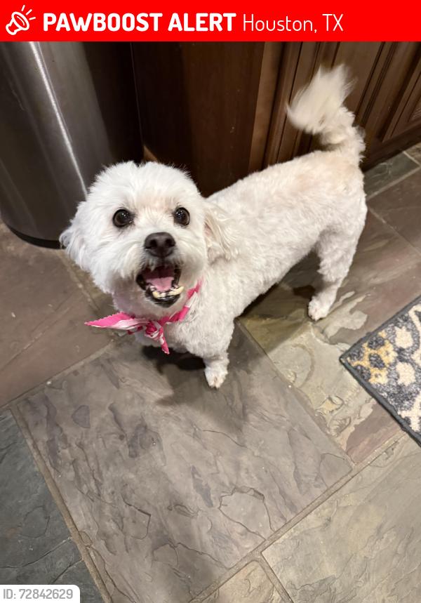 Lost Female Dog last seen Barker Cypress & Forest Heights, Houston, TX 77433