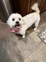 Lost Female Dog last seen Barker Cypress & Forest Heights, Houston, TX 77433