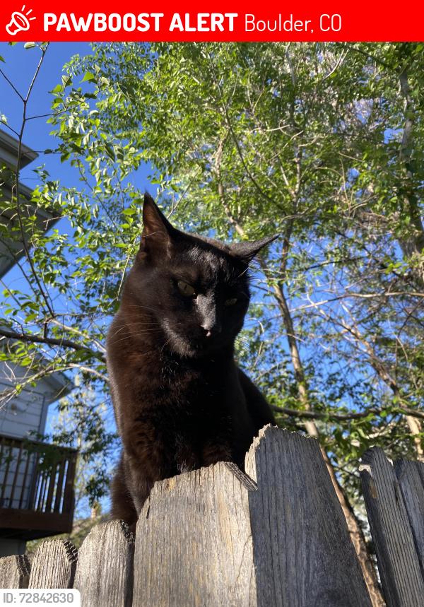 Lost Male Cat last seen 21st st and Pine St, Boulder, CO 80302