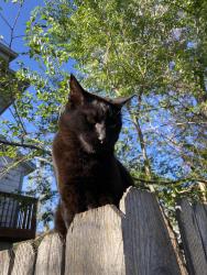 Lost Male Cat last seen 21st st and Pine St, Boulder, CO 80302