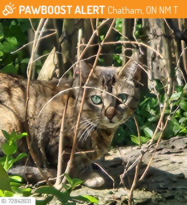 Found/Stray Female Cat last seen Wellington, Chatham, ON N7M 2T6