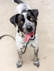 Shelter Stray Male Dog last seen , , GA, 3280 Chamblee Dunwoody Rd, Chamblee, GA 30341, USA