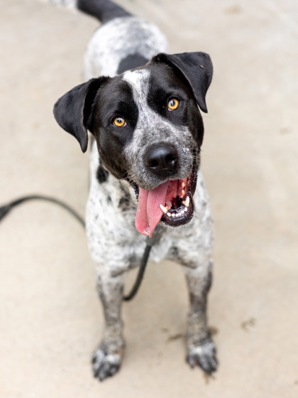 Shelter Stray Male Dog last seen , , GA, 3280 Chamblee Dunwoody Rd, Chamblee, GA 30341, USA