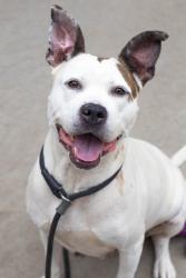 Shelter Stray Female Dog last seen Near Dogwood Farm Road, 30034, GA, Atlanta, GA 30341