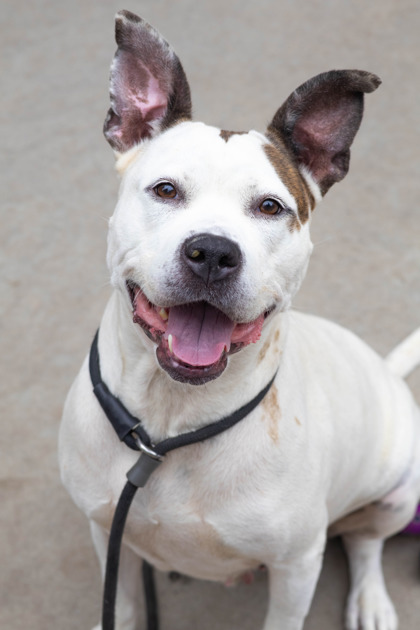 Shelter Stray Female Dog last seen Near Dogwood Farm Road, 30034, GA, Atlanta, GA 30341