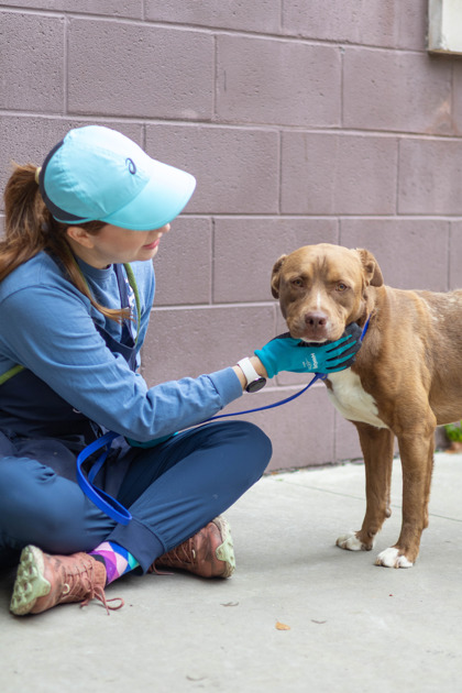 Shelter Stray Male Dog last seen Near Butternut Cv Stone Mountain, 30083, 30083, GA, Atlanta, GA 30341
