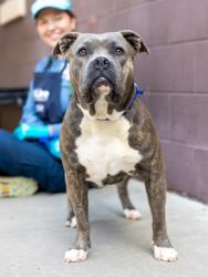 Shelter Stray Female Dog last seen , 30083, GA, Atlanta, GA 30341