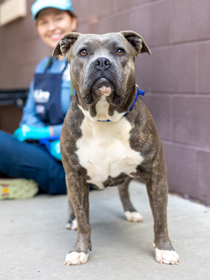 Shelter Stray Female Dog last seen , 30083, GA, Atlanta, GA 30341