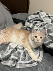 Lost Male Cat last seen  old Oxford road, route 177, Hamilton, OH 45013