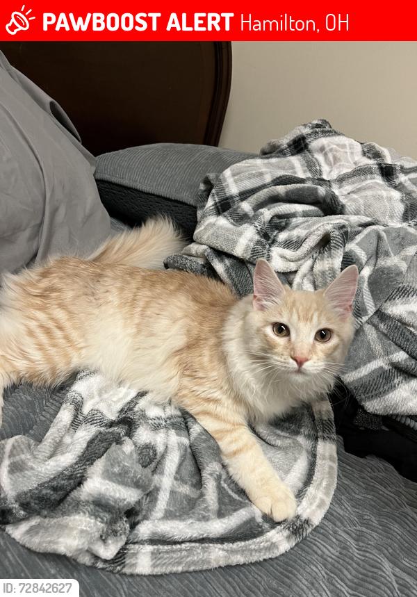 Lost Male Cat last seen  old Oxford road, route 177, Hamilton, OH 45013