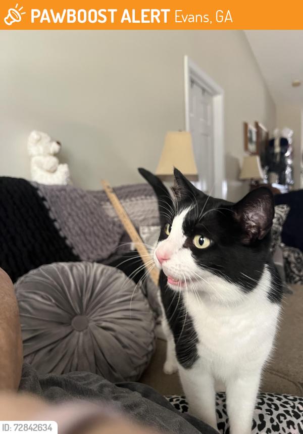 Found/Stray Unknown Cat last seen Southern hills dr , Evans, GA 30809